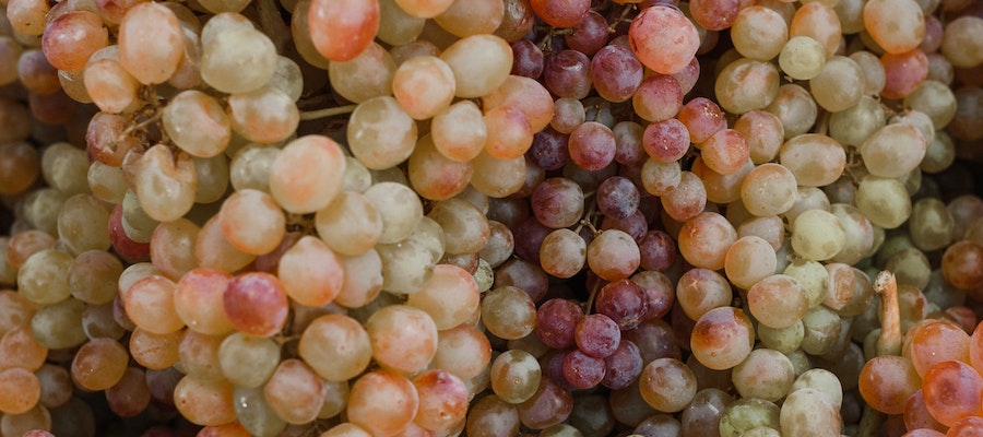 tipos de uvas para vinos
